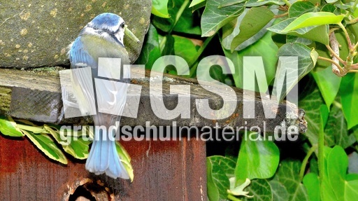 Blaumeise_mit_Futter (17).jpg